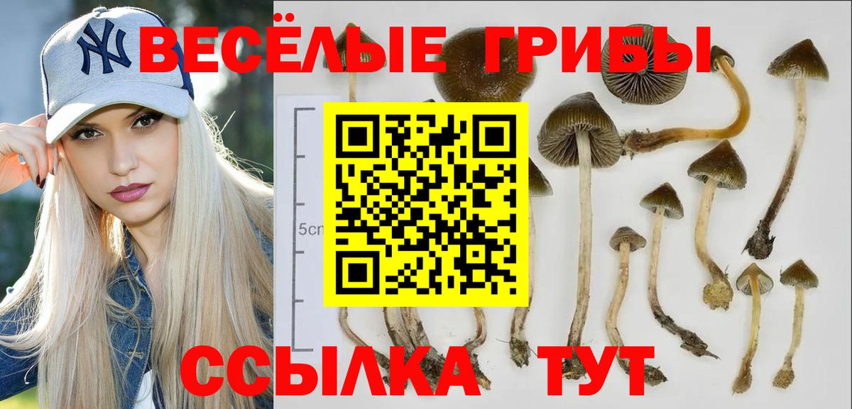 Псилоцибиновые грибы Cubensis Раменское